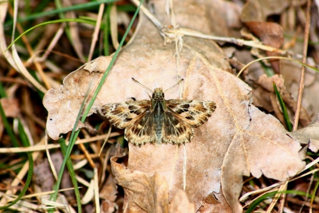 Carcharodus alceae?